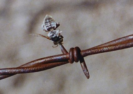 Loggerhead Shrike Bird Puts Barbed Wire to Work Image